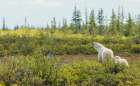 Polar bear sow and cub exploring tundra of Hudson Bay for possible meal, Northern Manitoba, Canada Art Print